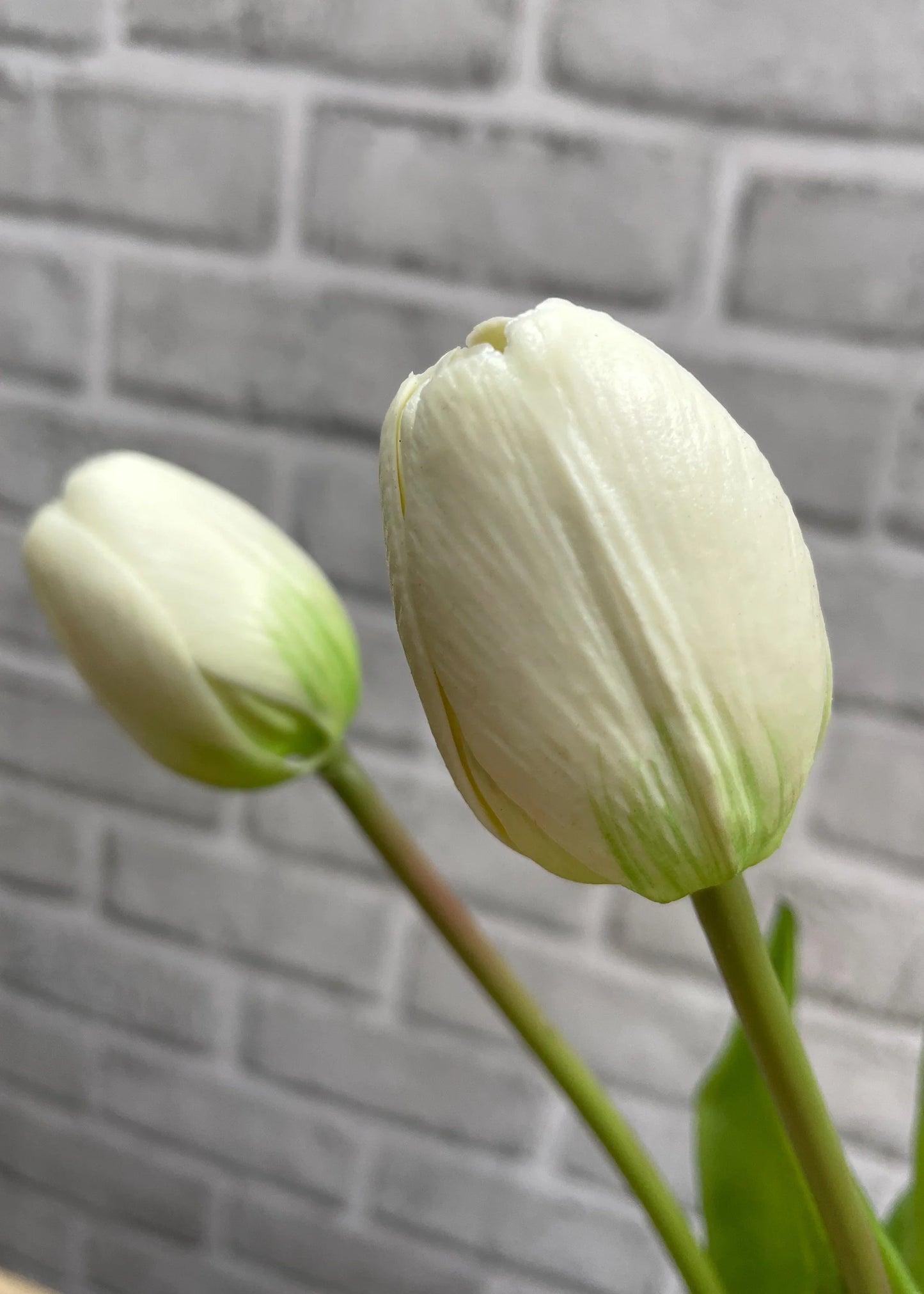 16" Fresh Touch Dynasty White Tulip Bundle