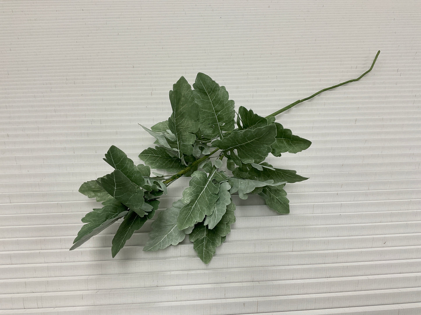 Dusty Miller Stem