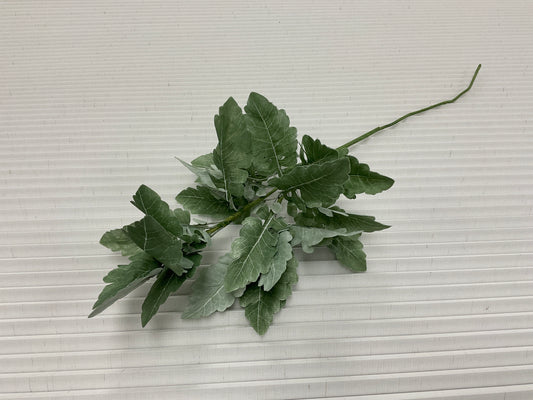 Dusty Miller Stem