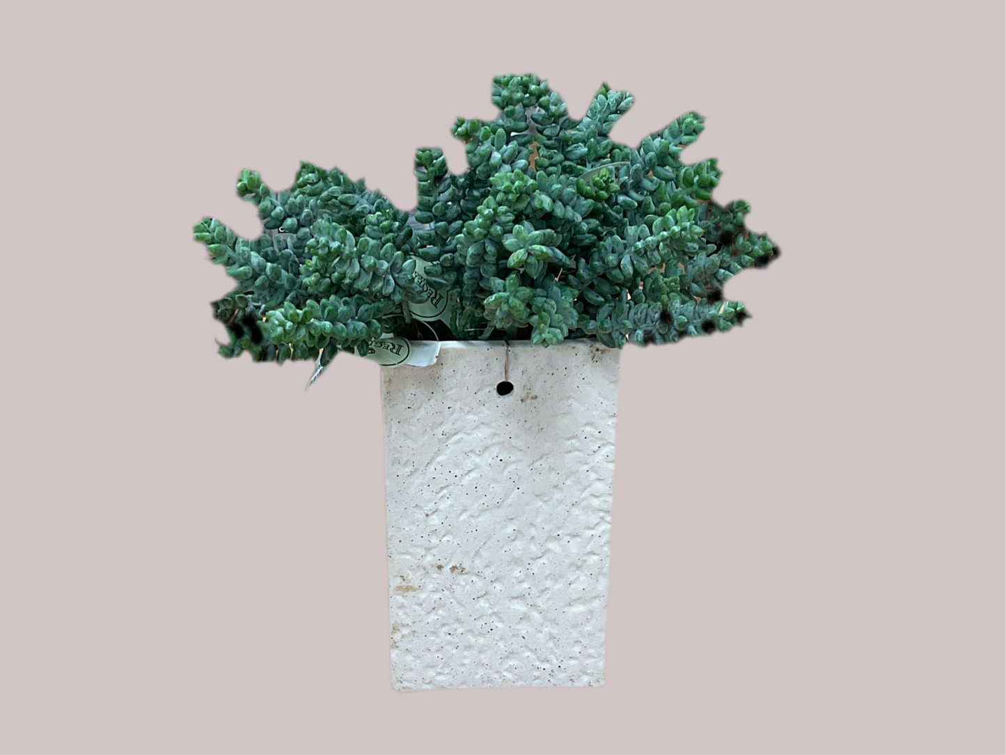 Burrow Tail Succulent Pick - 8.5”