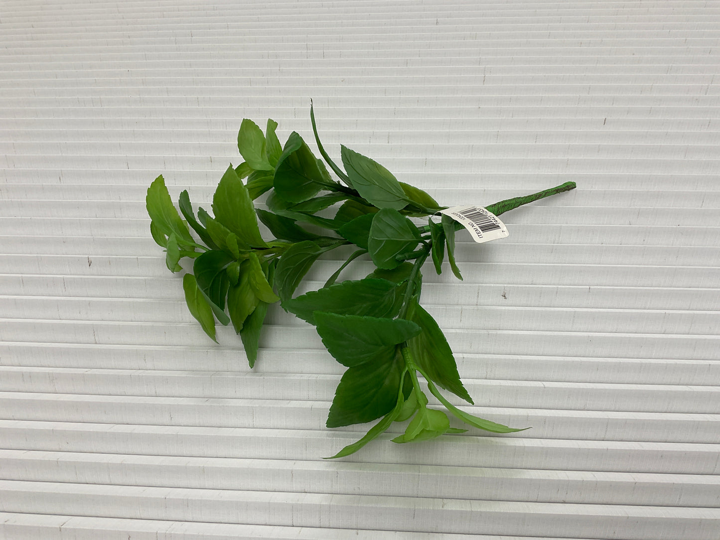 Mint Leaf Bush