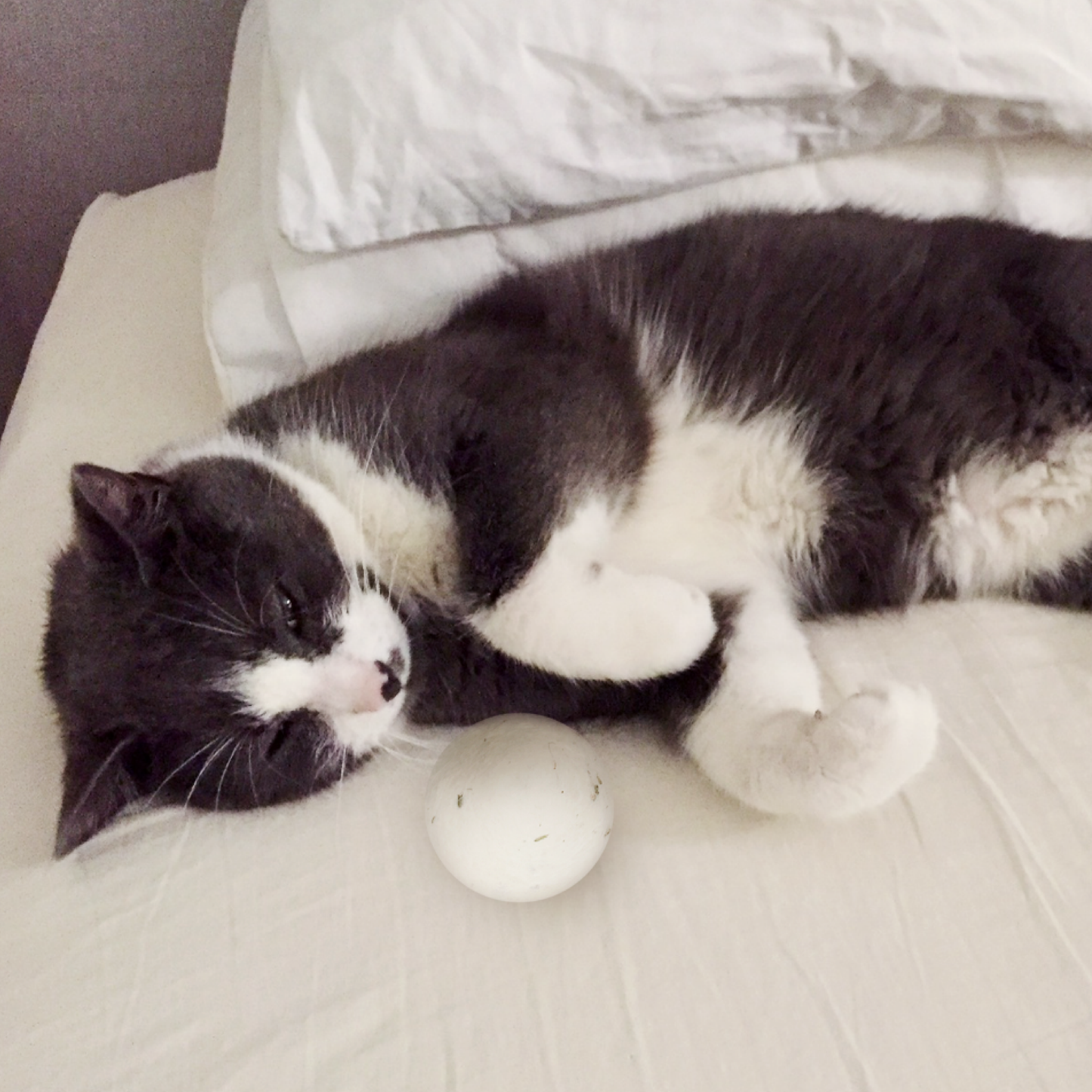 Catnip-Infused 2 Wool Balls | Natural Cat Toy | Eco Pet Gift