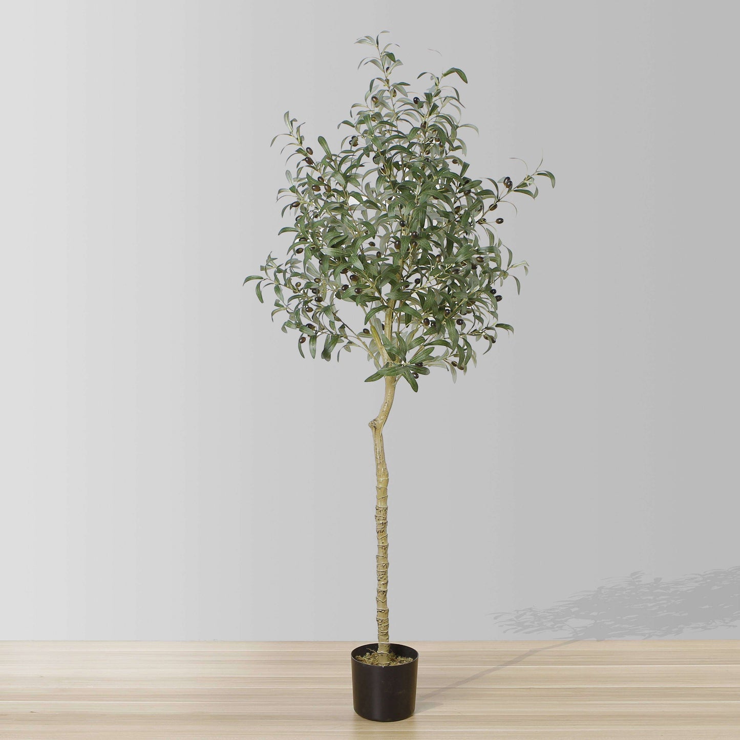 Potted Olive Tree