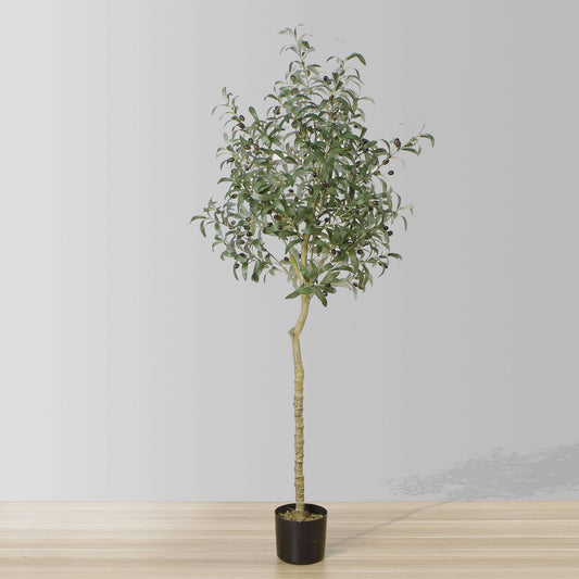 Potted Olive Tree