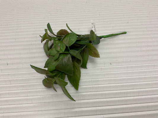 Mint Leaf Bush