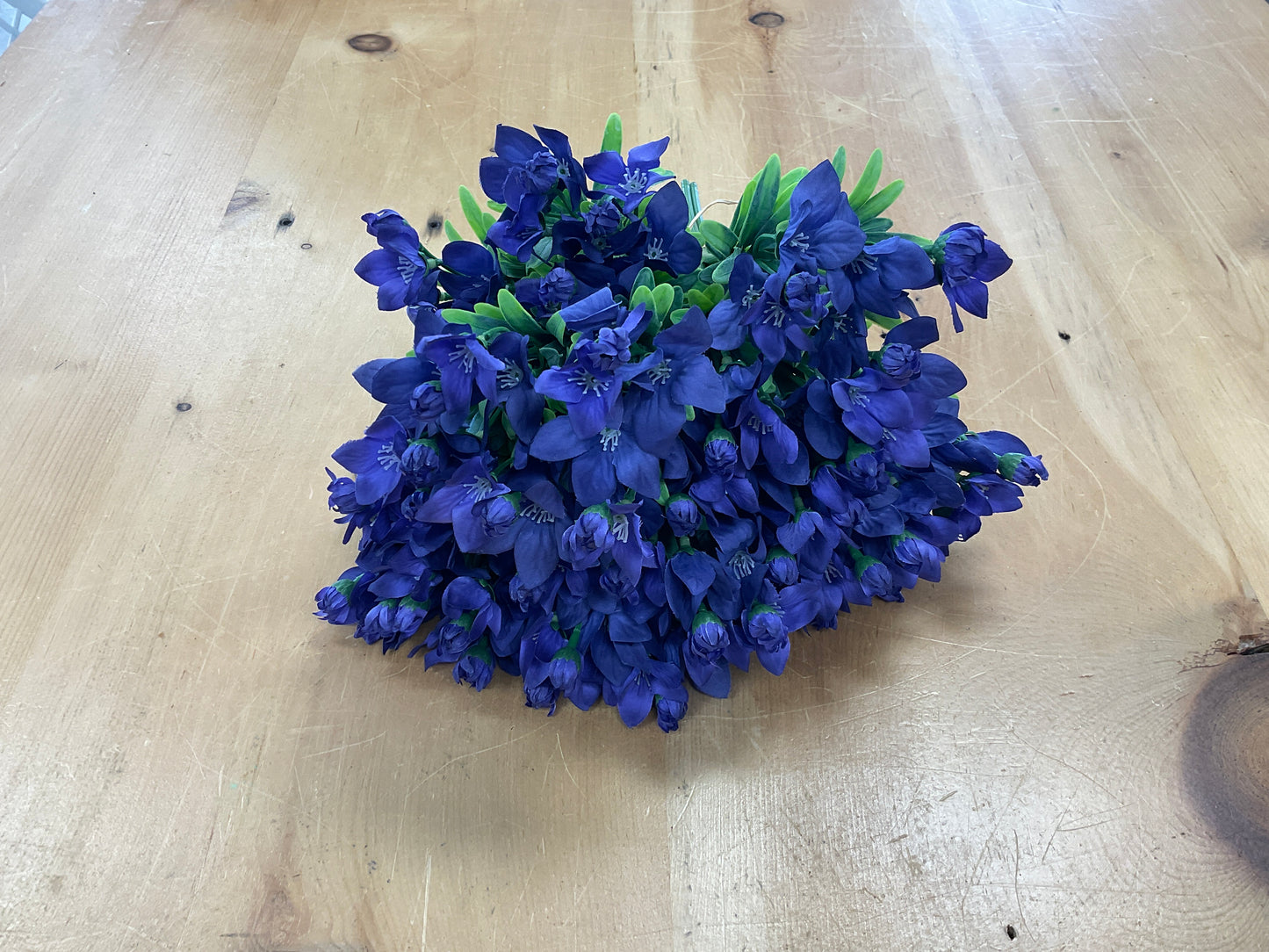 Purple Balloon Flower