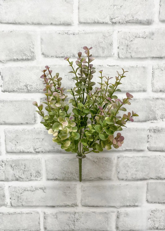 Burgundy Green Eucalyptus Bush