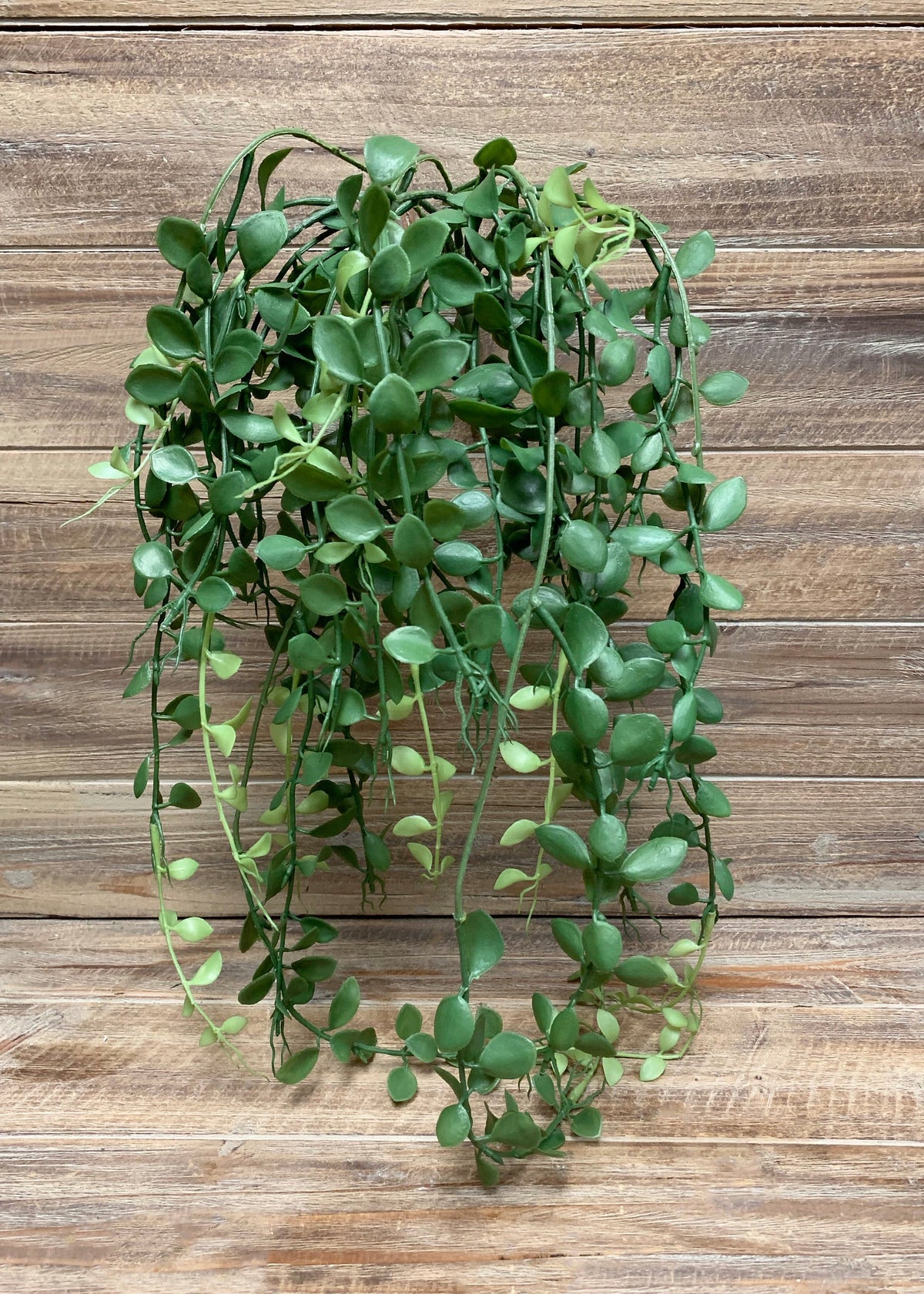 Button Leaf Hanging Bush 30''