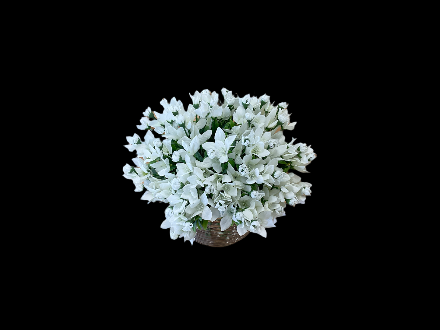 White Balloon Flower