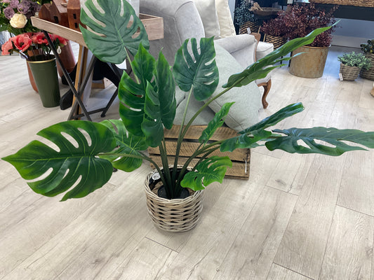 32" Potted Split Philo Plant - Green