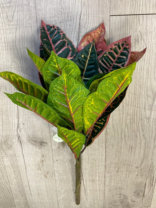 UV Protected Croton