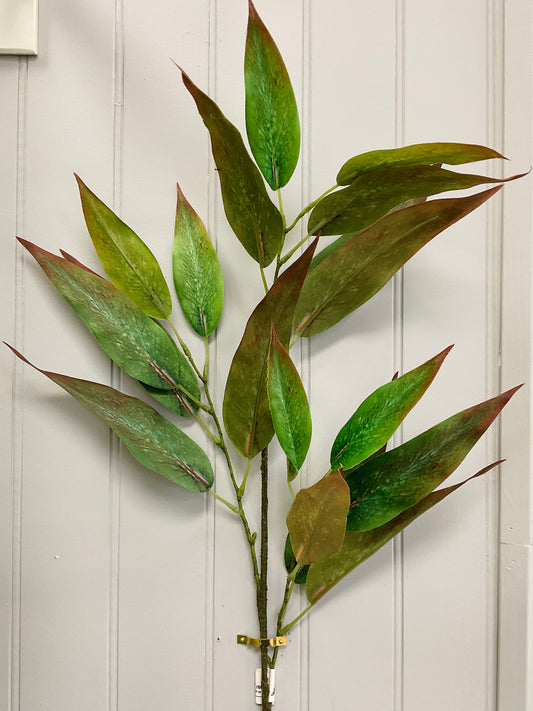 Green Burgundy Globulus Eucalyptus