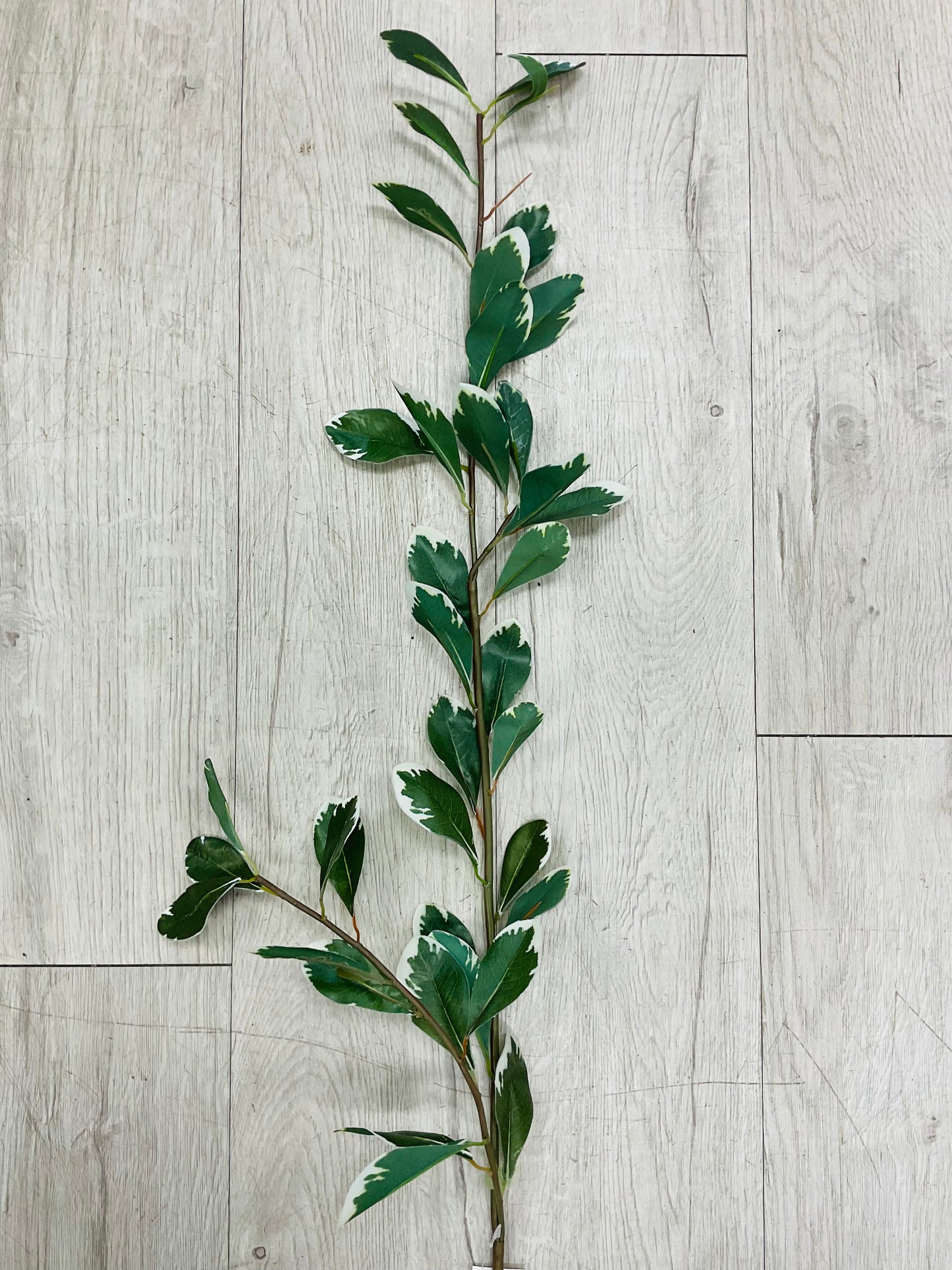 Variegated Pit -43’