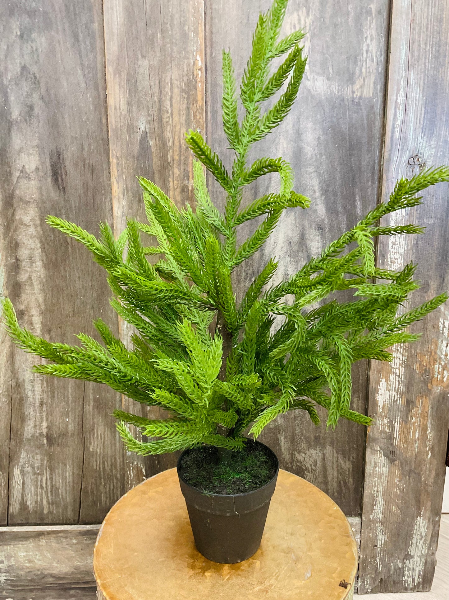 19’’ Norfolk Potted Pine Tree
