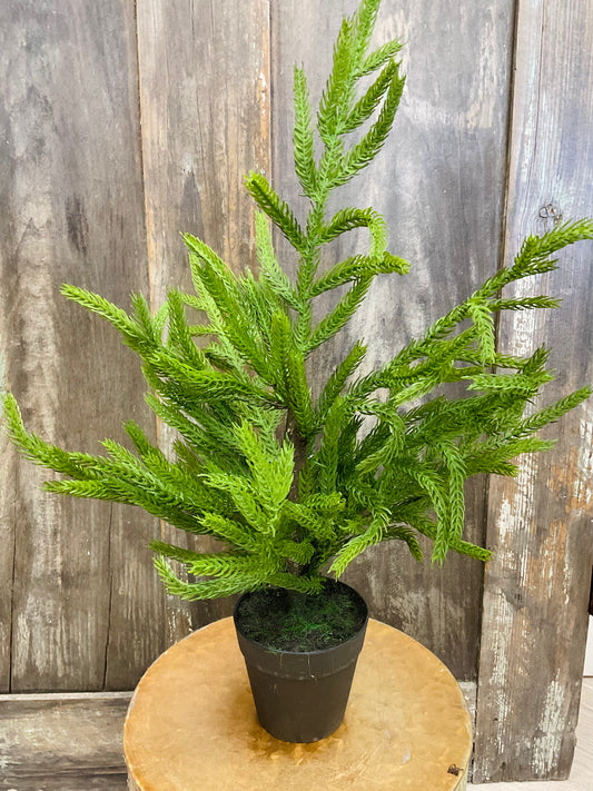 19’’ Norfolk Potted Pine Tree