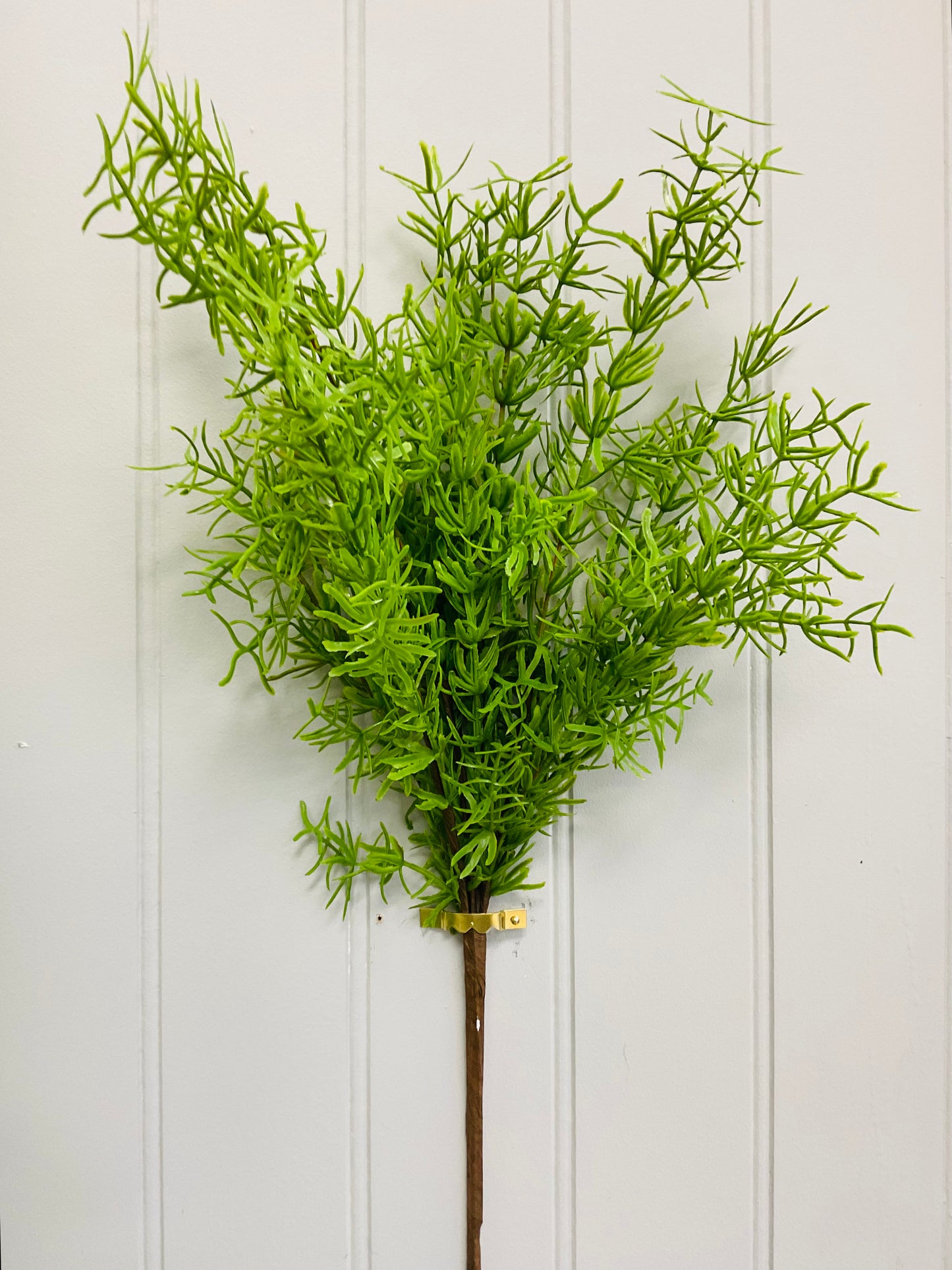 Soft Touch Rosemary Bush