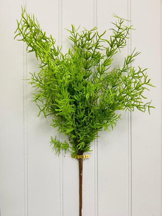Soft Touch Rosemary Bush