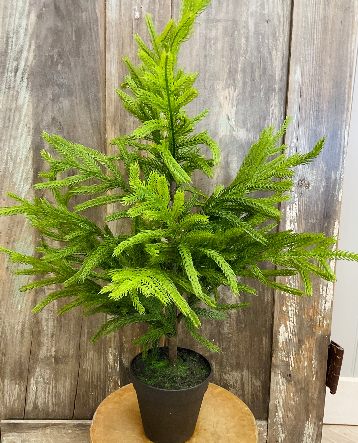 26’’ Norfolk Potted Pine Tree