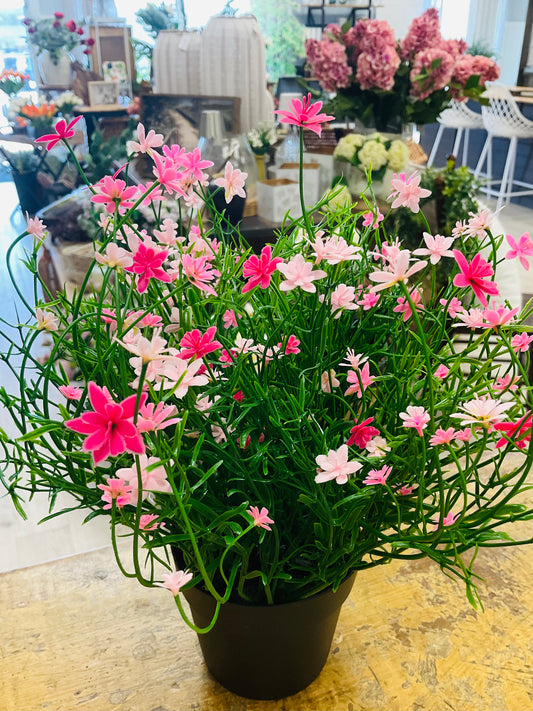 Potted Baby's Breath
