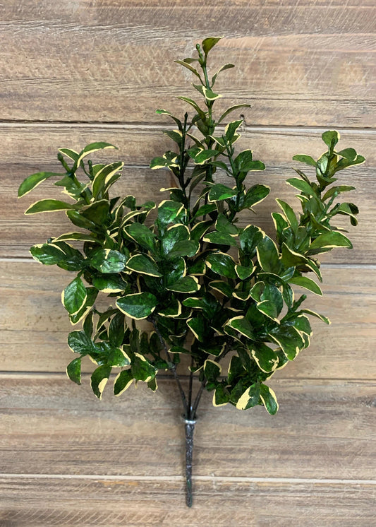 Golden Euonymus Bush