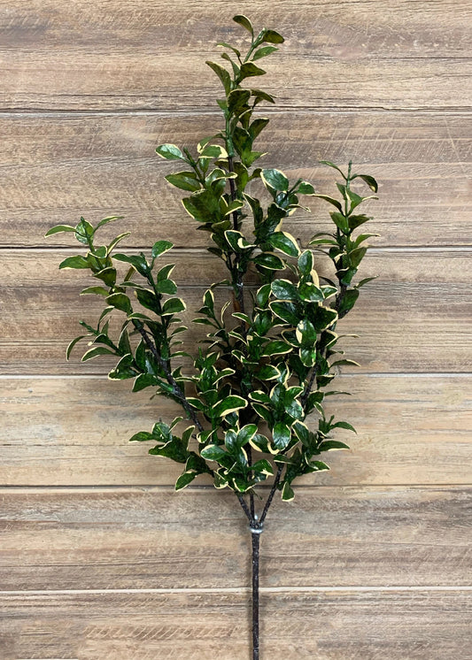 Golden Euonymus Spray