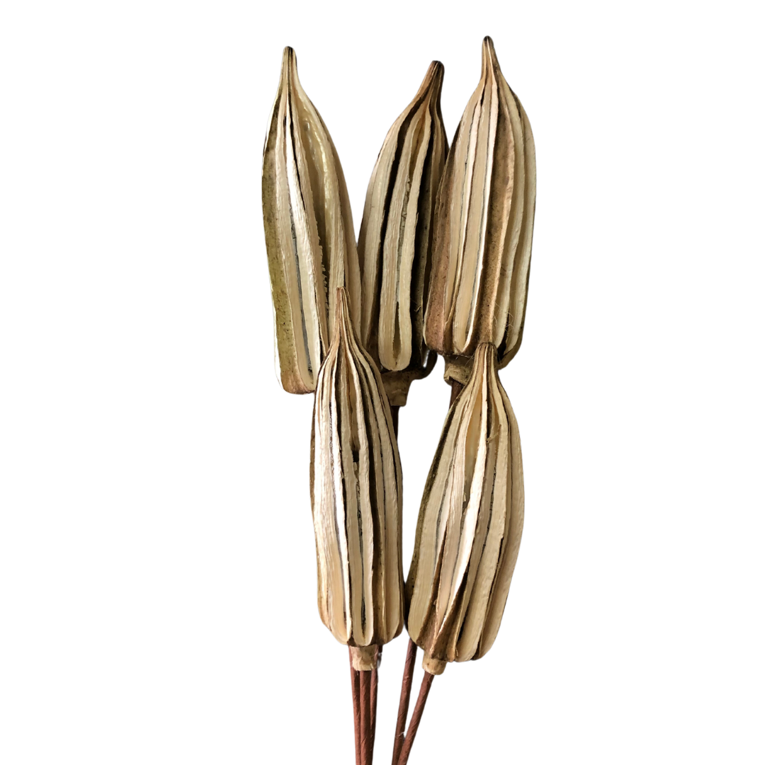 Okra Pod Bundle