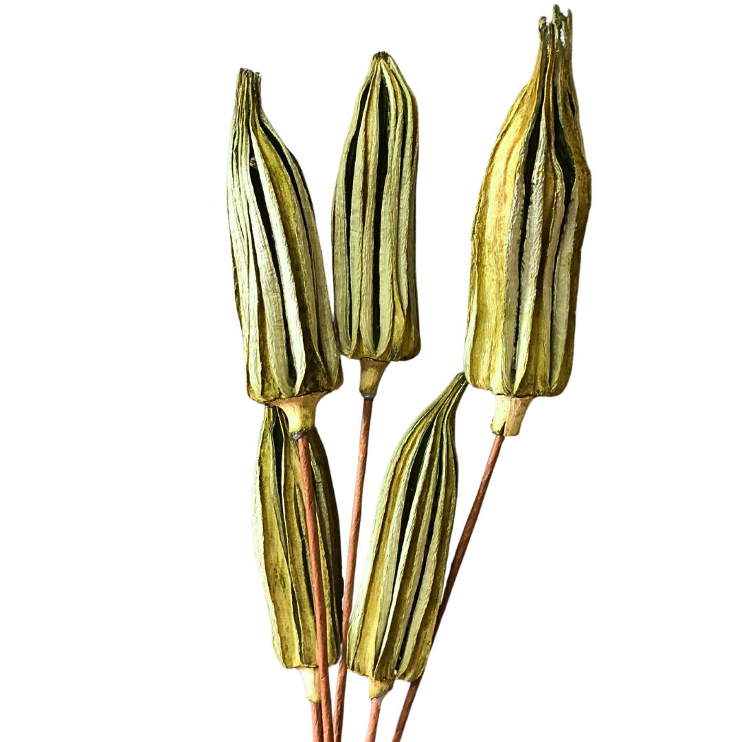 Okra Pod Bundle