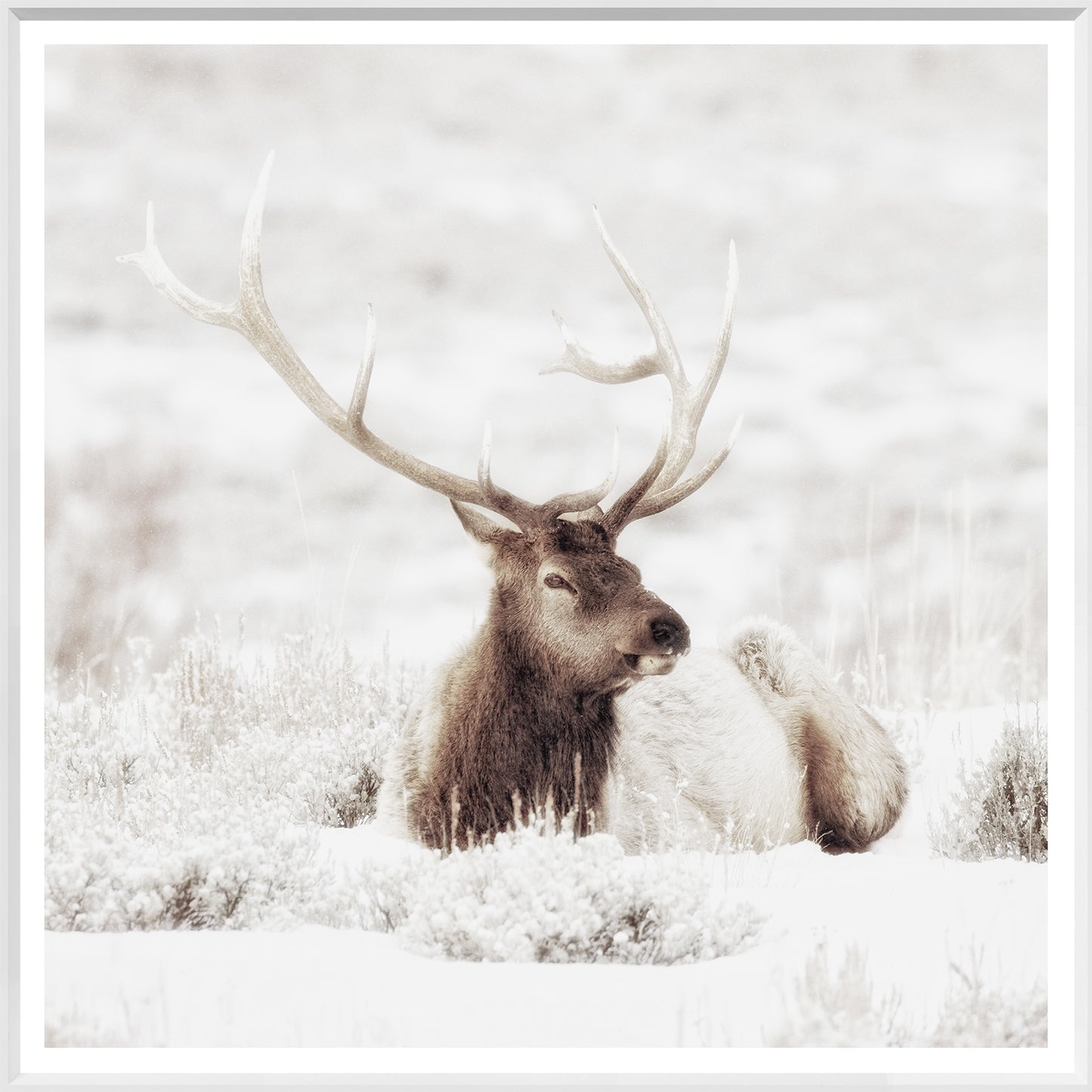 Bull Elk in Winter Print