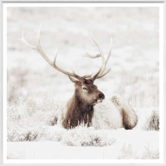 Bull Elk in Winter Print