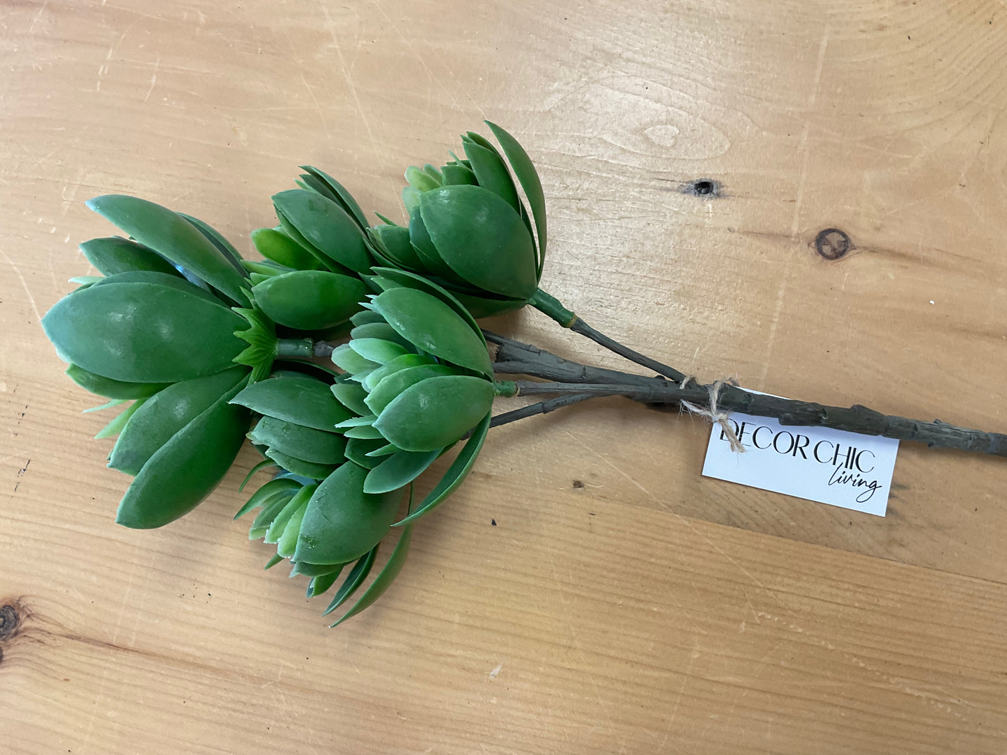 Mini Echeveria