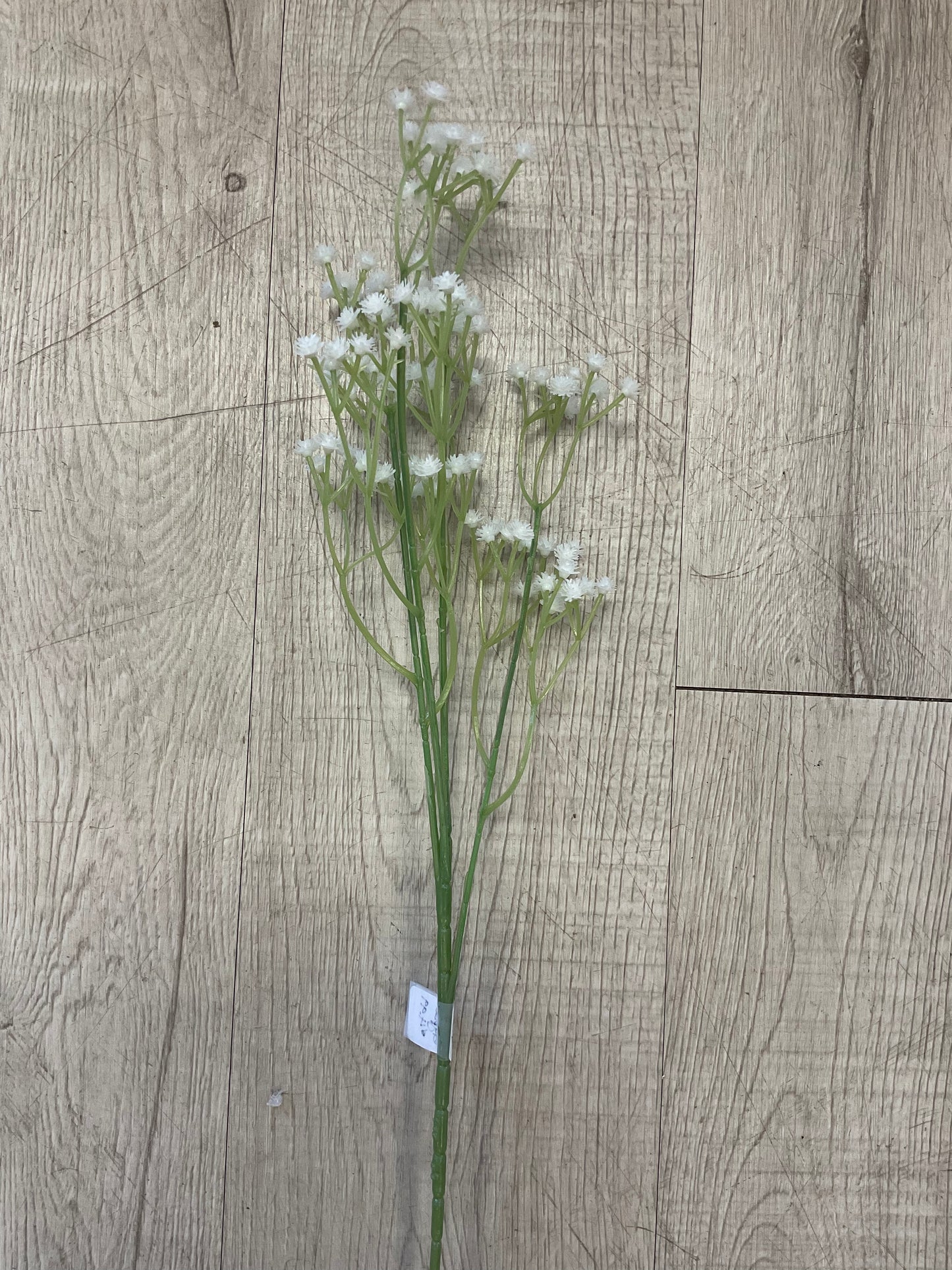 White Gypsophilia