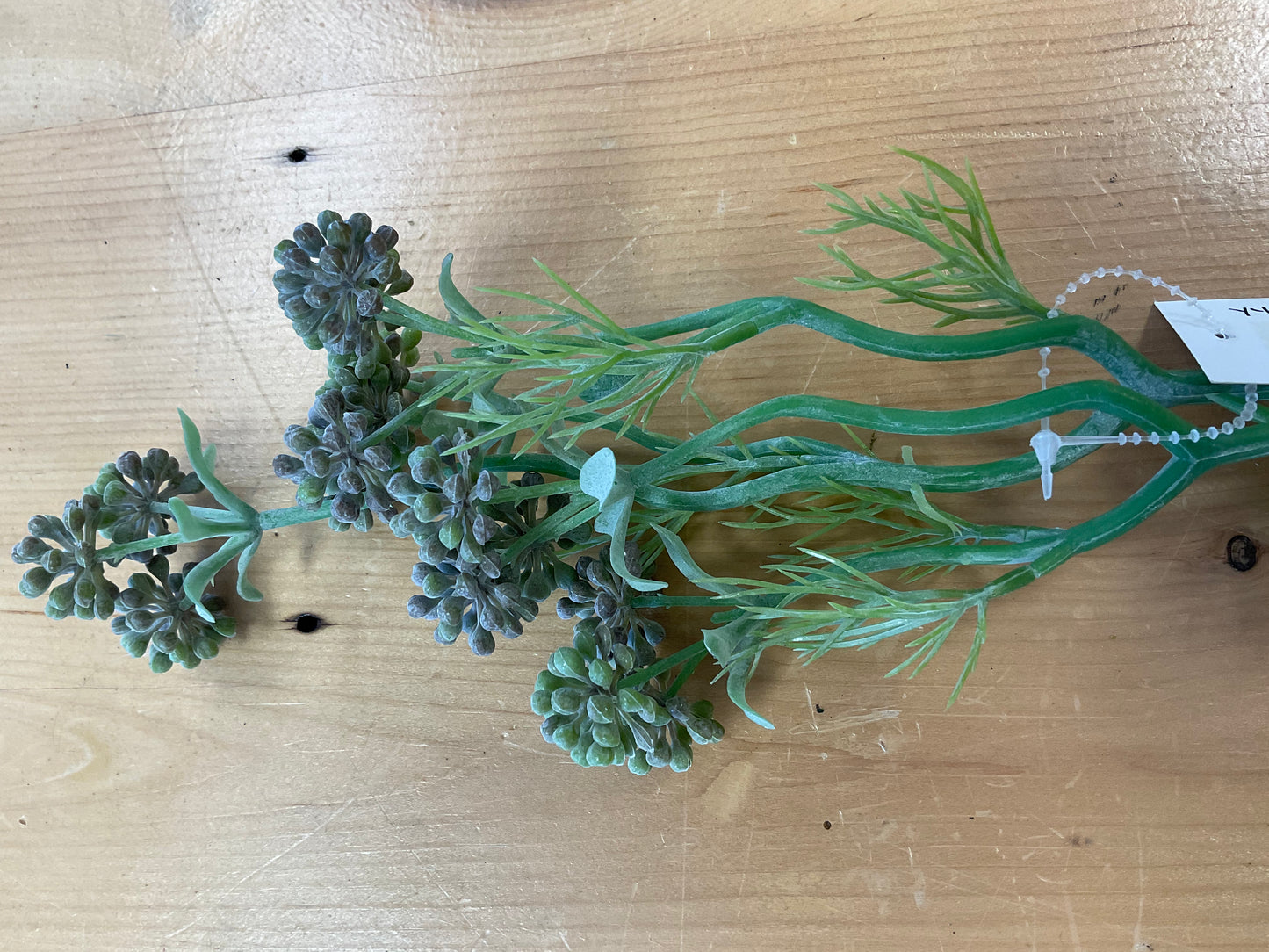 Sea Fennel