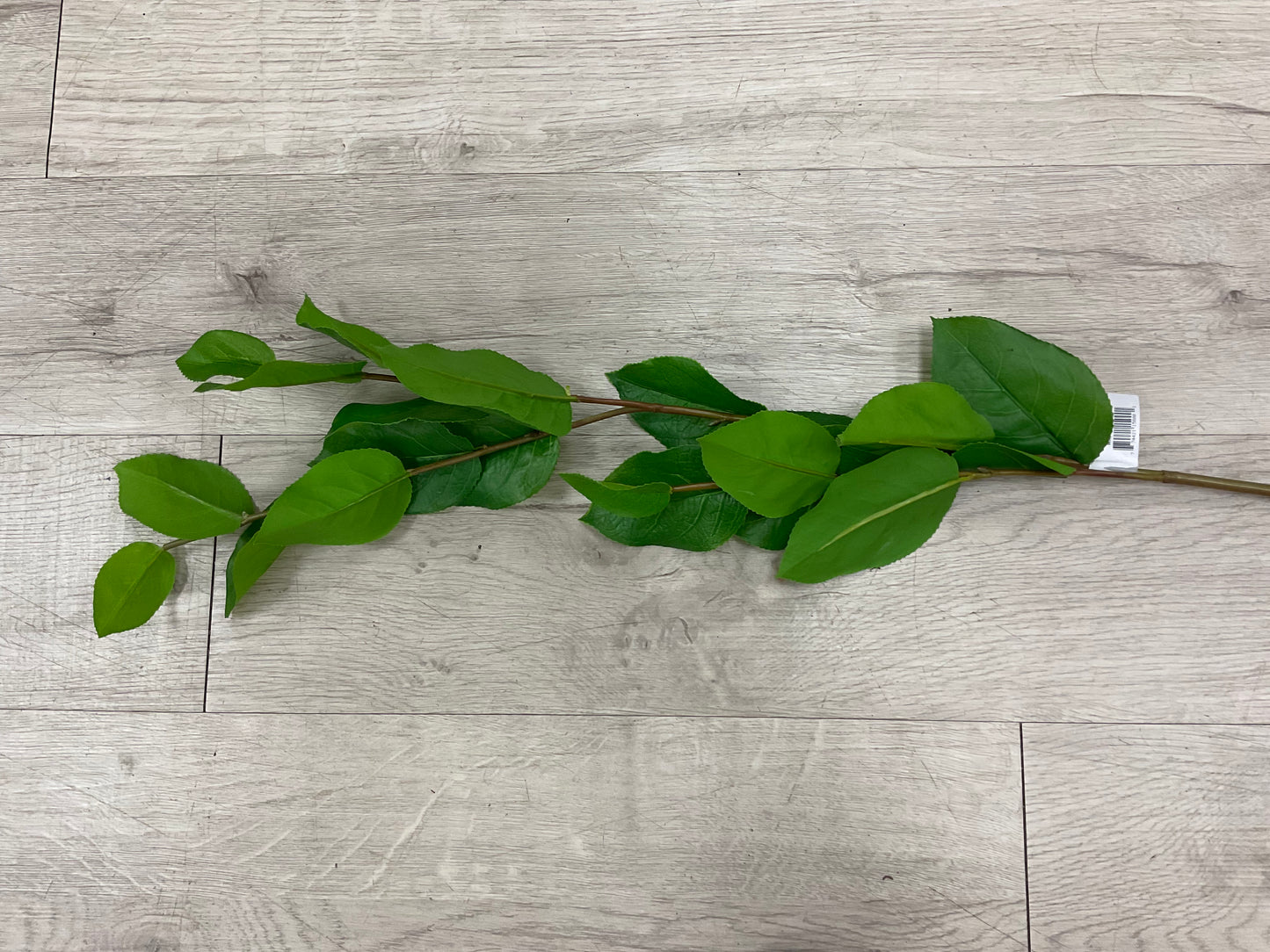 45” Salal Leaf Spray