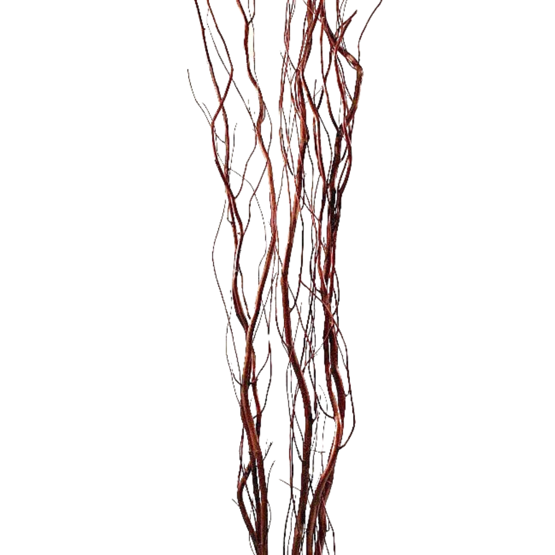 Curly Willow-Browm