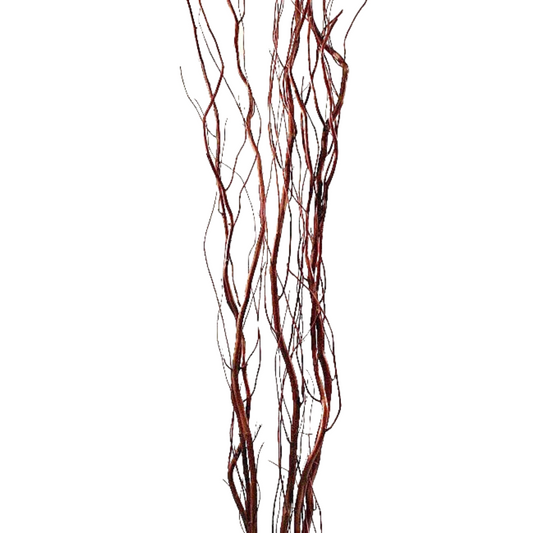 Curly Willow-Browm