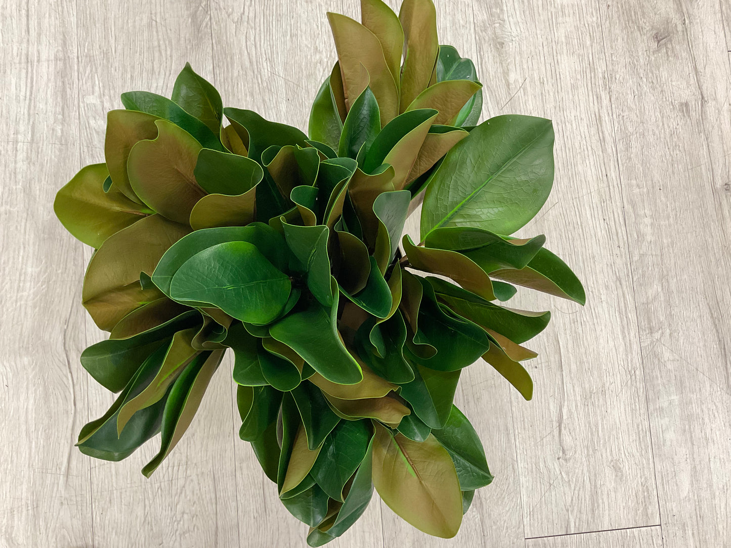 UV Protected Magnolia Leaf Stem