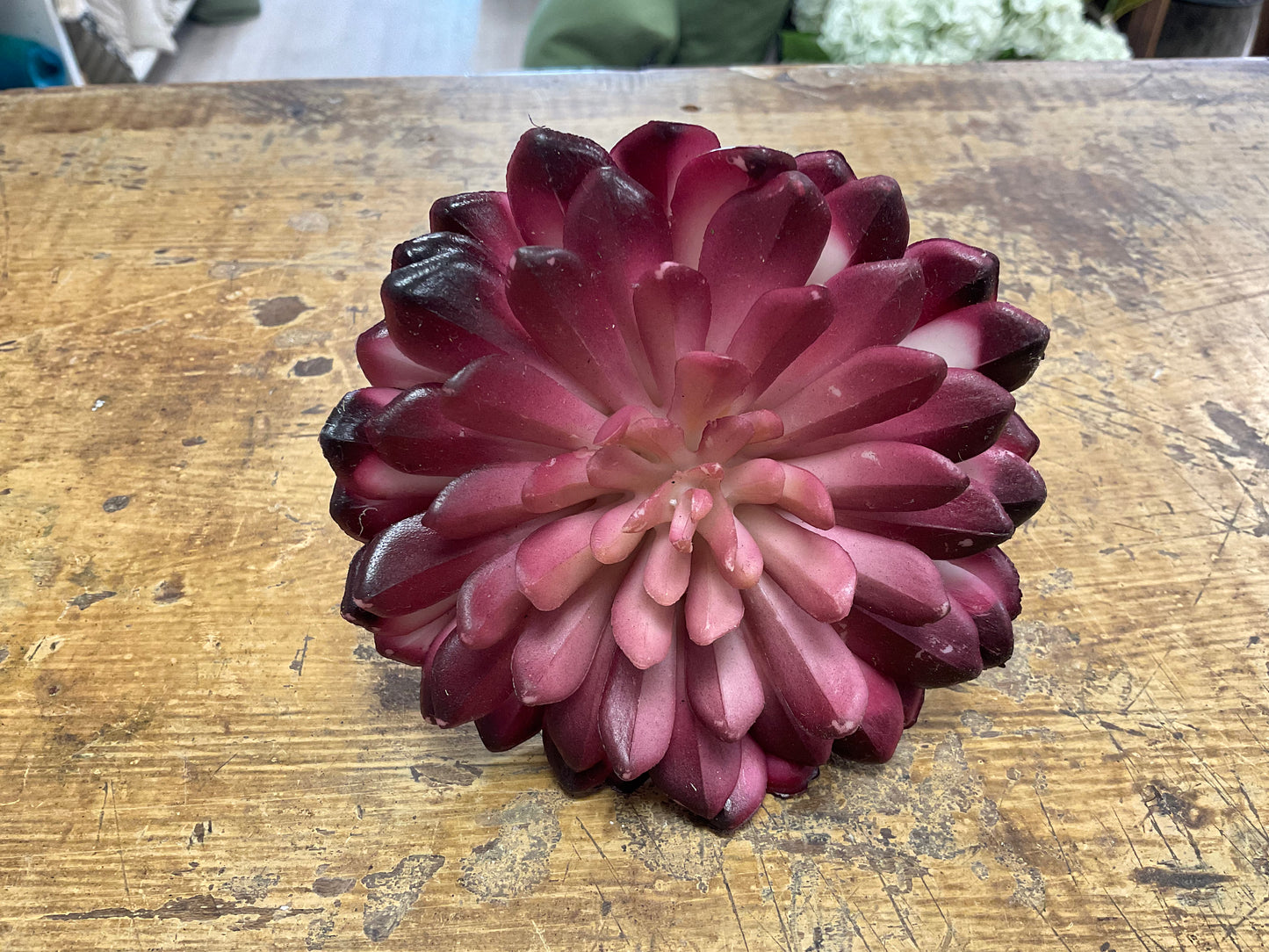 Burgundy Succulent