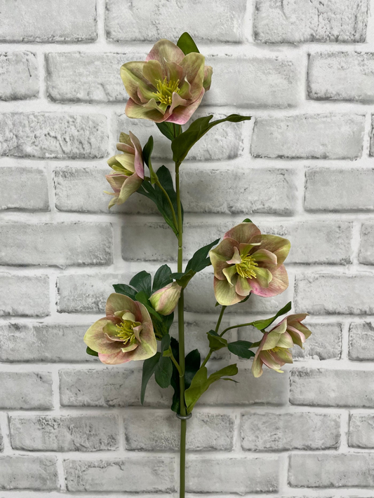Fresh Touch Hellebore Spray
