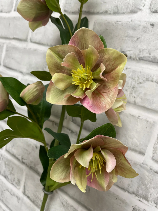 Fresh Touch Hellebore Spray