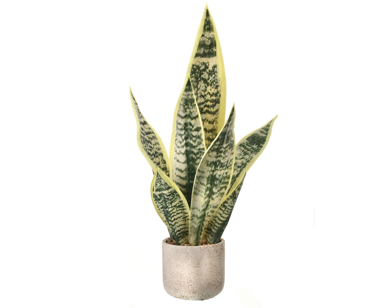 21'' Potted Sansevieria Plant - Cream/Green