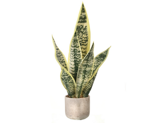 21'' Potted Sansevieria Plant - Cream/Green