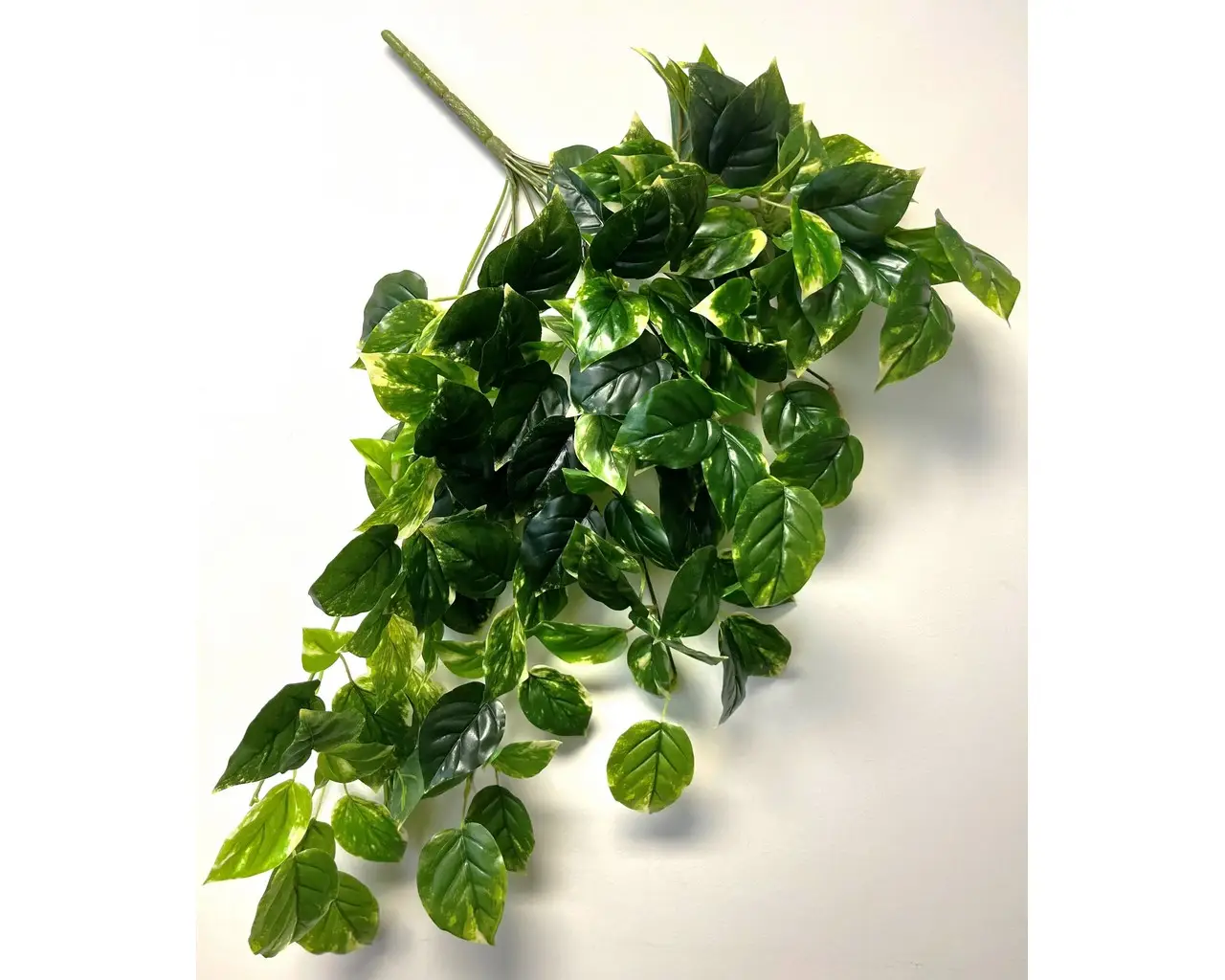 UV Protected Hanging Pothos Bush