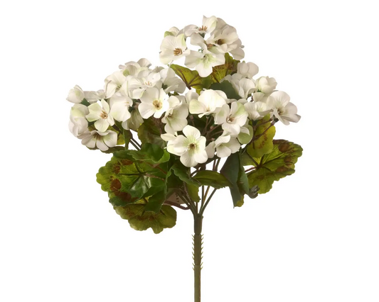 UV Protected Geranium White