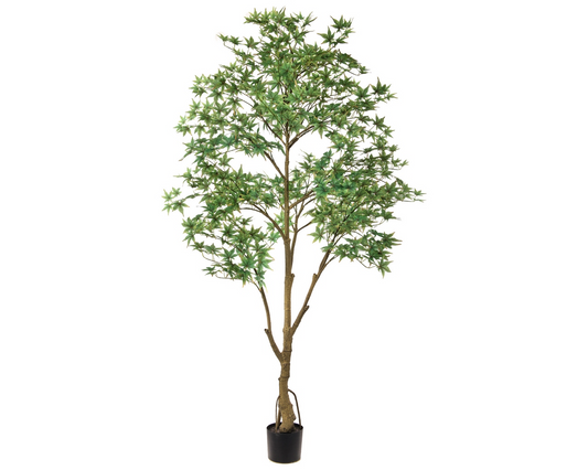 Potted Japanese Maple Tree