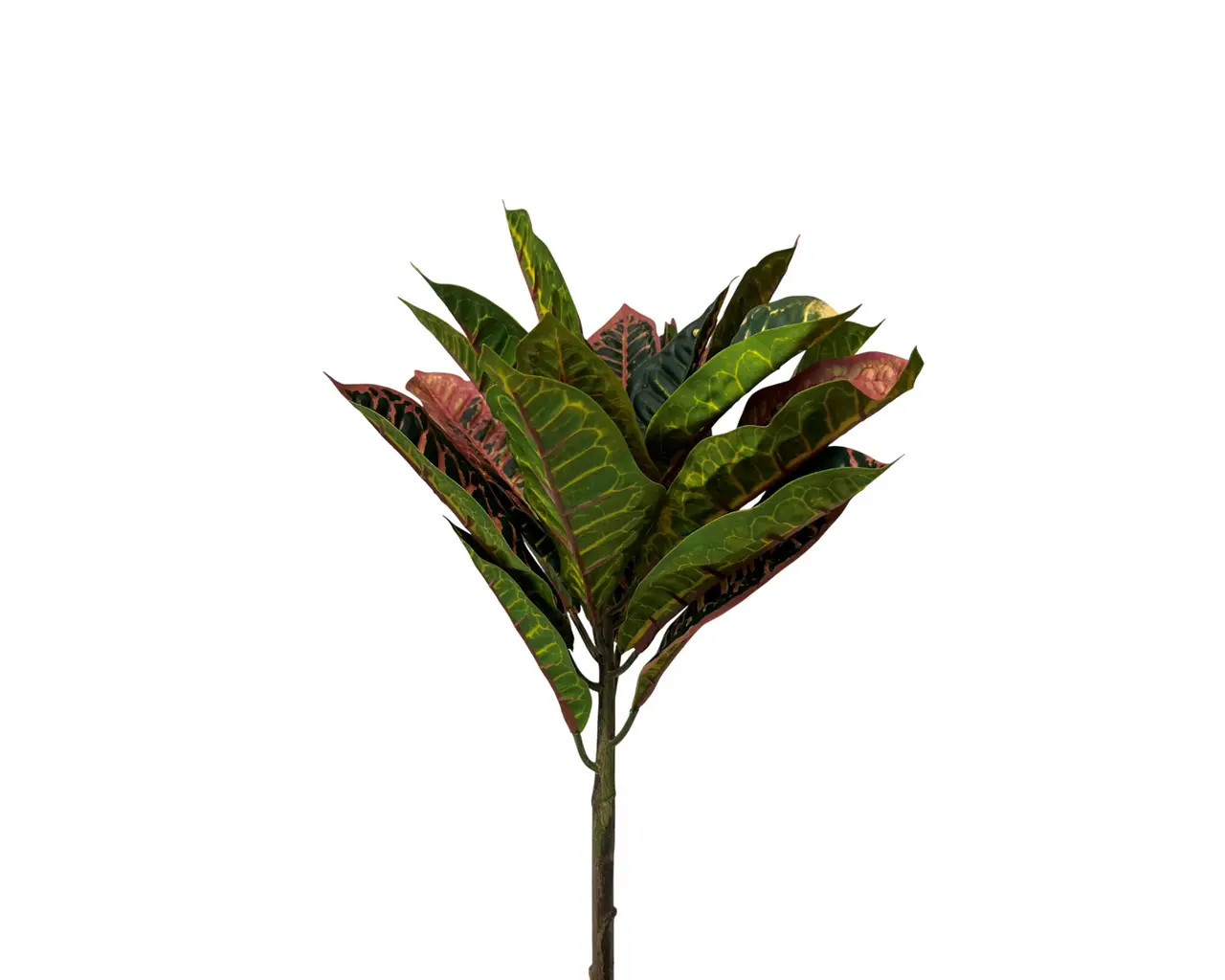 UV Protected Croton