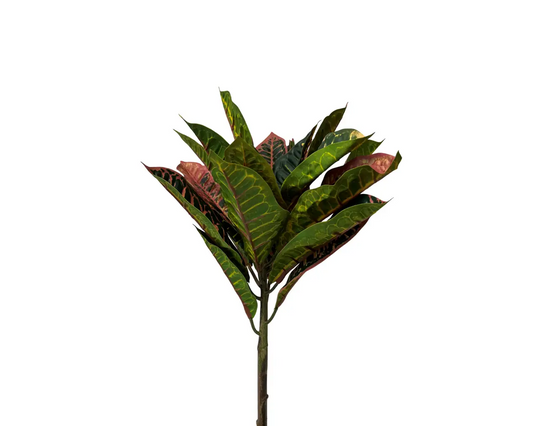 UV Protected Croton