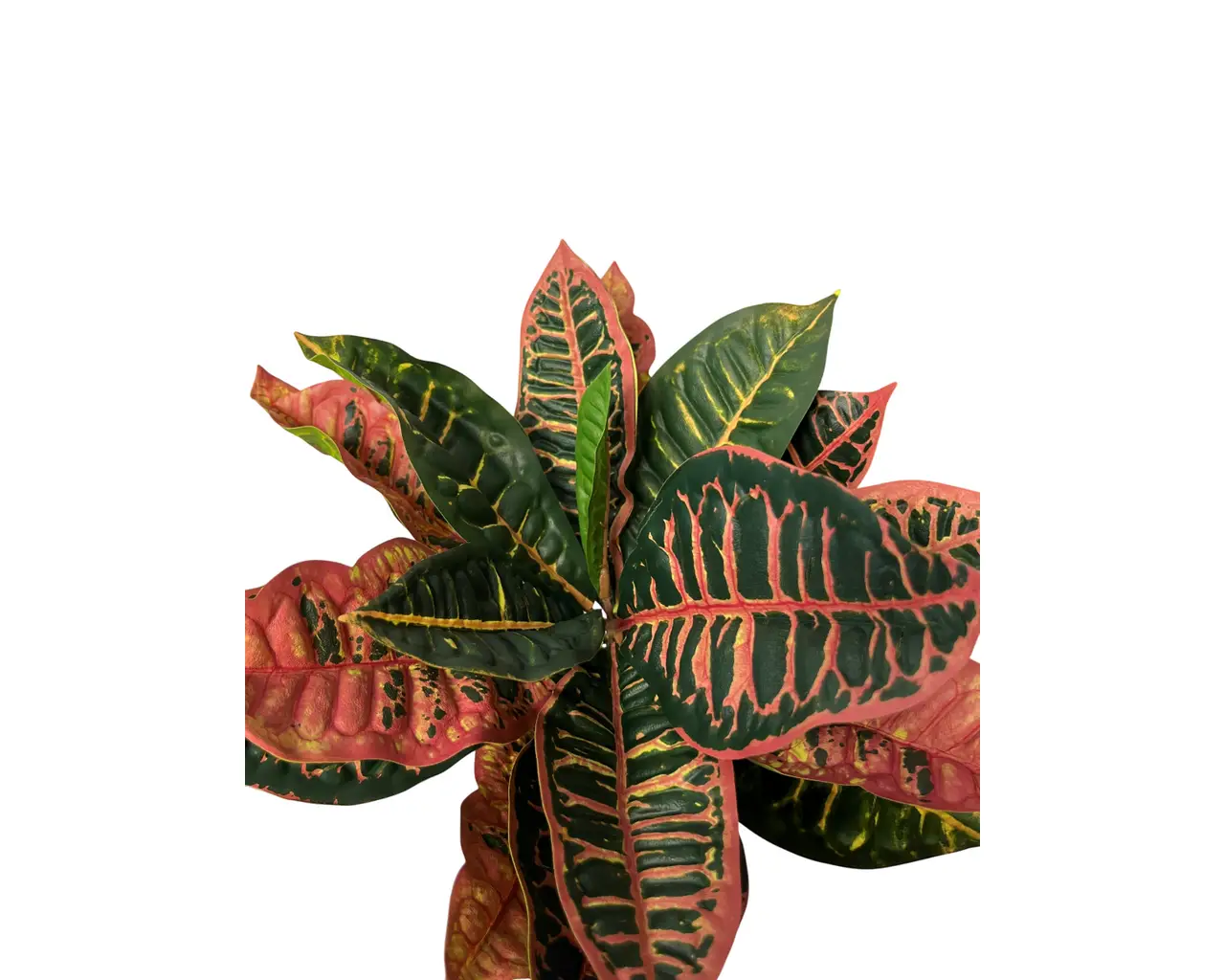 UV Protected Croton