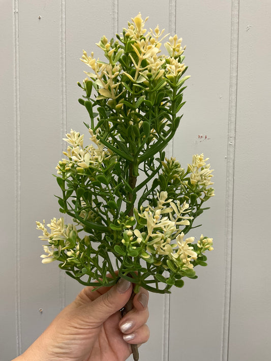 Thyme Bush