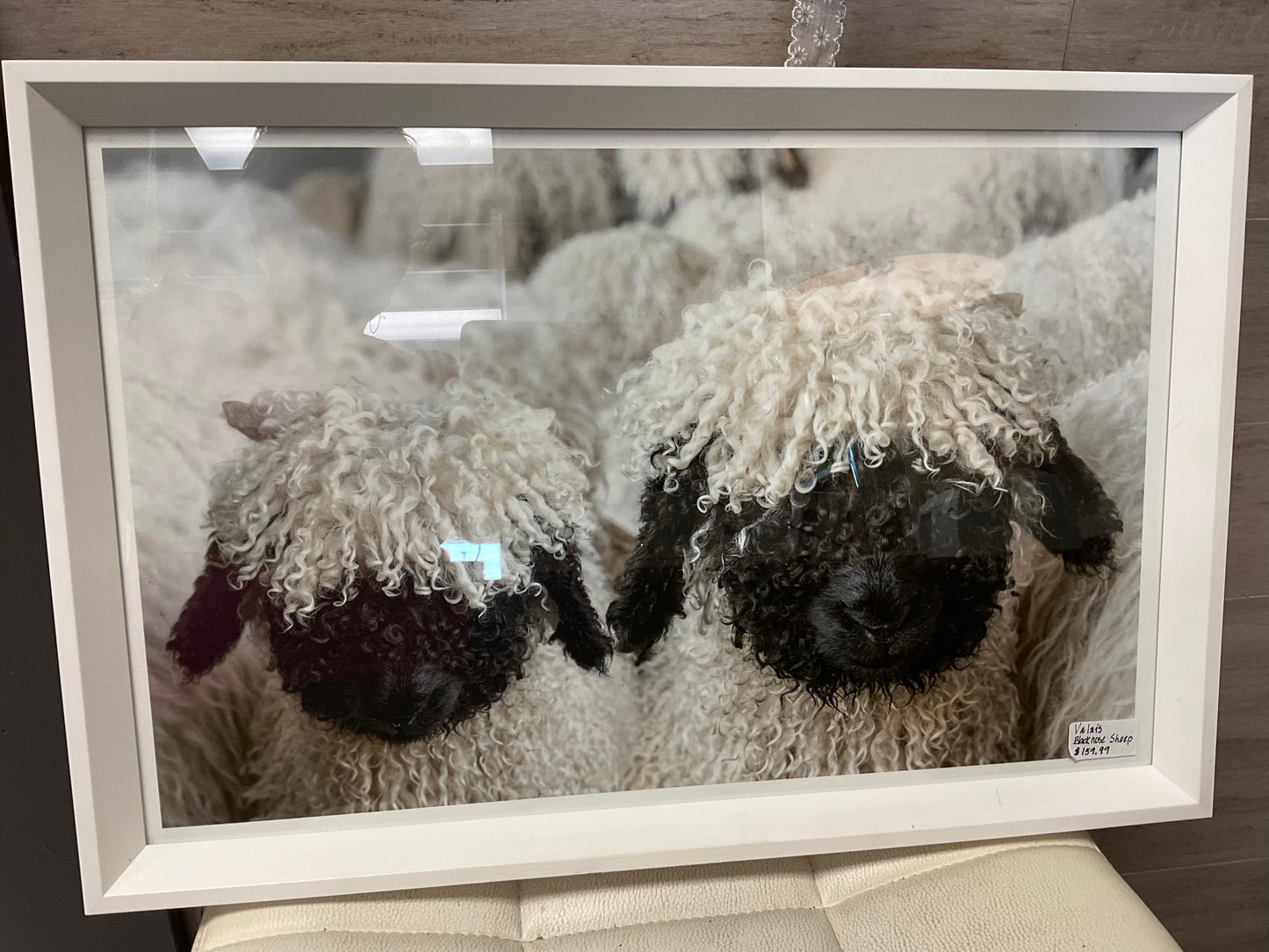 Valais Blacknose Sheep