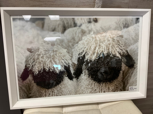 Valais Blacknose Sheep